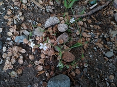 Moehringia