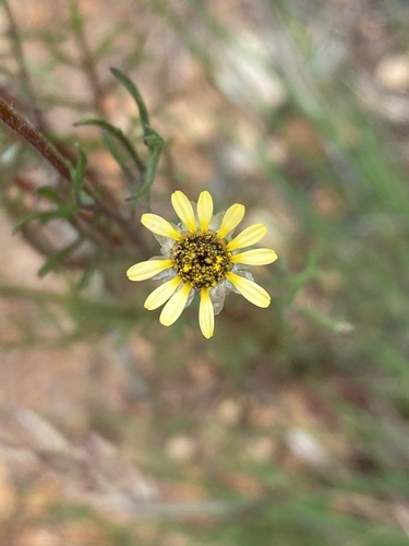 Star of the Veldt