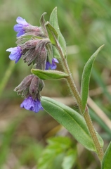 Pulmonaria australis