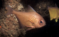 Pempheris multiradiata