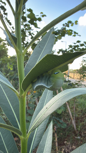 Oleander Hawkmoth