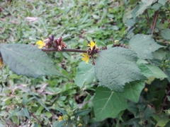 Triumfetta rhomboidea