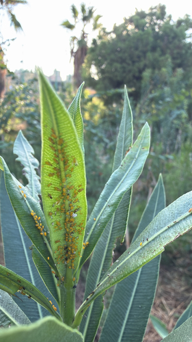 Oleander Aphid