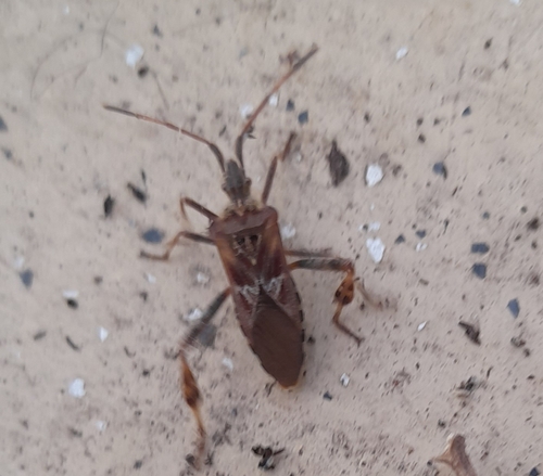 Western Conifer Seed Bug