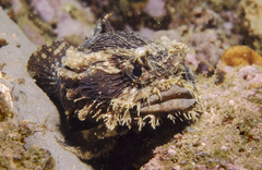 Batrachomoeus dubius