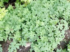 Aegopodium podagraria