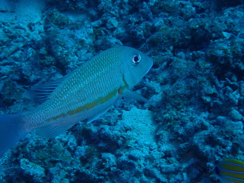 Lethrinus obsoletus observed 2026-09-21