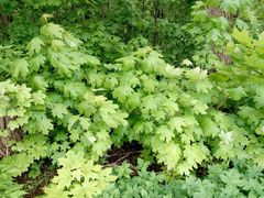 Acer platanoides
