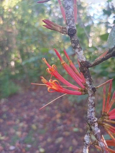 Dendrophthoe curvata observed 2026-09-30