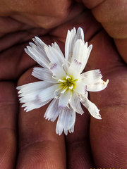 Atrichoseris platyphylla
