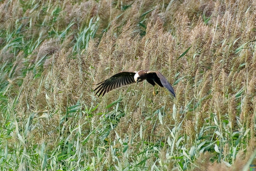Aguilucho lagunero occidental (Circus aeruginosus)