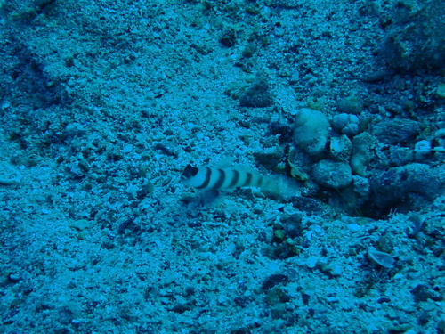 Amblyeleotris steinitzi observed 2026-09-19
