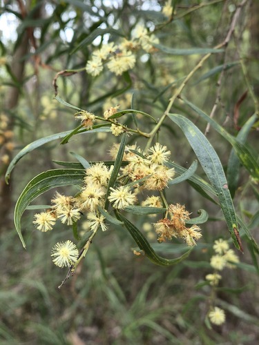 Acacia verniciflua observed 2026-09-30