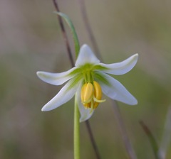 Fritillaria liliacea
