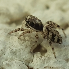 Salticus cingulatus