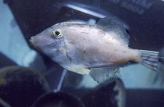 Arotrolepis filicauda