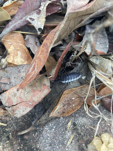 Porcellio flavocinctus