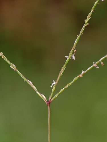 Digitaria radicosa observed 2026-09-30