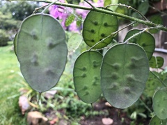 Lunaria