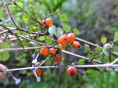 Coprosma spathulata spathulata