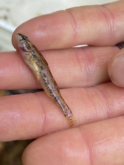Etheostoma coosae