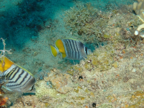 Chaetodon mertensii observed 2026-09-30