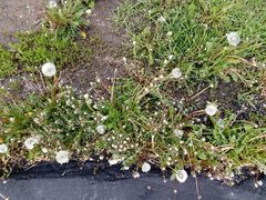 Taraxacum officinale