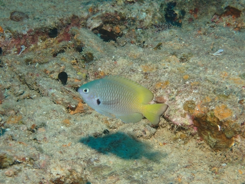 Pomacentrus nigromarginatus observed 2026-09-30