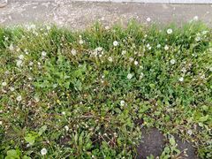 Taraxacum officinale