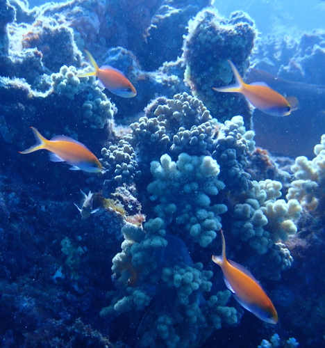 Pseudanthias dispar observed 2026-09-21