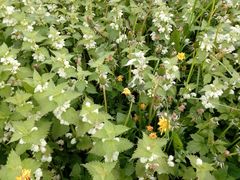 Lamium album