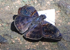 Chiomara mithrax