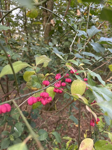 Spindle