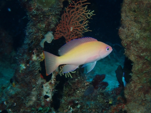 Pseudanthias hypselosoma observed 2026-09-30