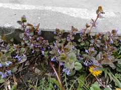 Glechoma hederacea