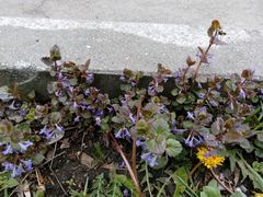 Glechoma hederacea