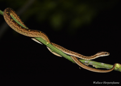 Painted Mock Viper photo 5