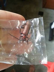 Cyrtonops punctipennis