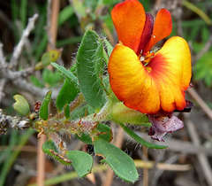 Pultenaea humilis
