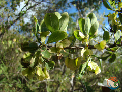 Wimmeria microphylla