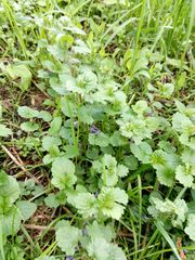 Glechoma hederacea