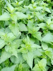 Lamium album