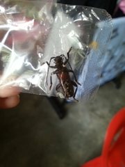 Cyrtonops punctipennis