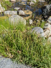 Brodiaea orcuttii