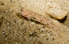 Istigobius hoesei