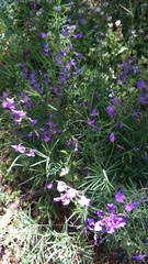 Lathyrus spathulatus