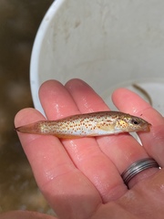 Fundulus stellifer