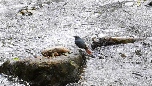 Plumbeous Water Redstart