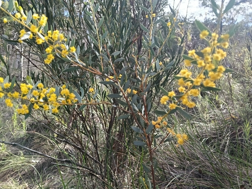 Acacia buxifolia, 2026-09-28