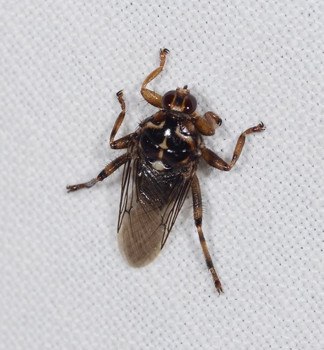 New Forest fly
